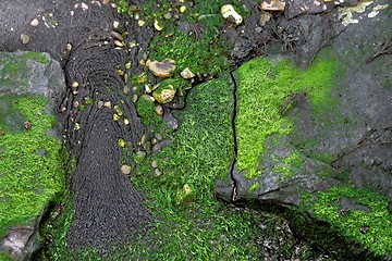 Image showing Water plants as a texture 