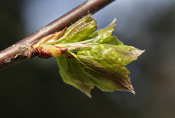 Image showing Spring leaves, macro shot