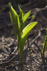 Image showing Lily of the valley in spring