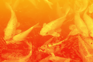 Image showing Koi illustration