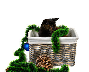 Image showing Brown kitten sitting in wicker basket with Christmas tinsel, Chr