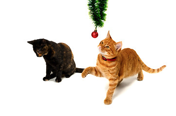 Image showing Brown and red-headed kittens play with Christmas ornaments