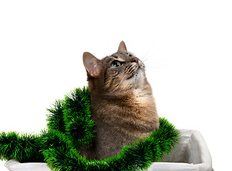 Image showing Gray cat sitting in basket with Christmas tinsel and looking up