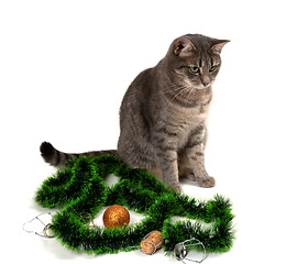 Image showing Gray cat sitting with Christmas tinsel, Christmas-tree ball and 