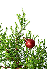 Image showing Green branch of decorative home pine tree with red Christmas-tre