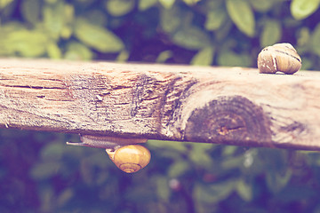 Image showing Snail climbing under a plank