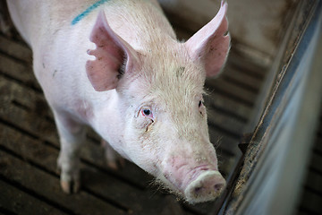 Image showing Hairy pig at a farm stable