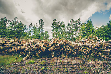 Image showing Wooden logs and branches in a pine forest