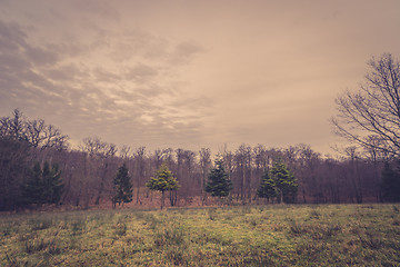 Image showing Autumn scenery with pine trees