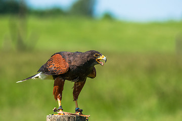 Image showing Harris hawk on a wooden pole