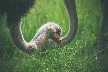 Image showing Ostrich eating green grass