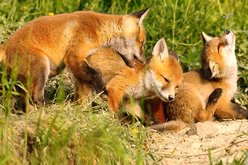 Image showing family of red foxes playing near the den