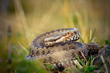 Image showing female common adder  ready to strike