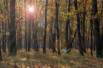 Image showing forest view in fall season