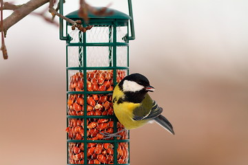 Image showing great tit hanging on peanut bird feeder