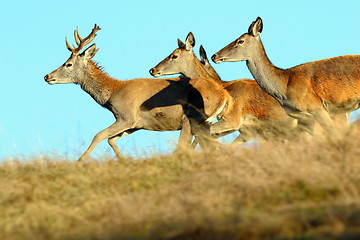 Image showing group of running red deers