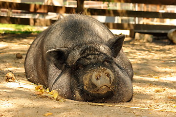 Image showing huge lazy pig at the farm