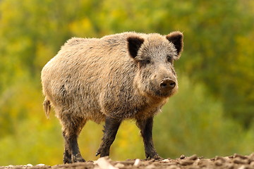Image showing huge wild boar