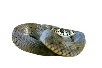 Image showing isolated grass snake