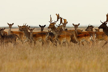 Image showing large herd of fallow deers 