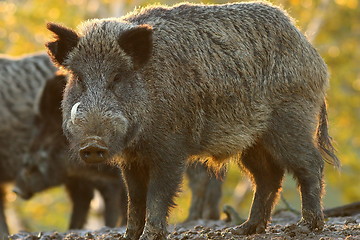 Image showing large male wild boar