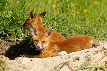 Image showing lazy fox cub