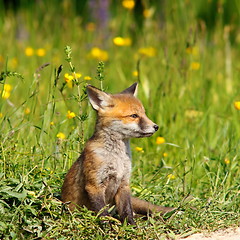 Image showing little red fox cub