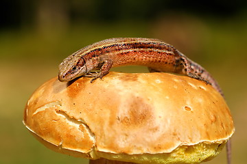 Image showing lizard basking on mushroom