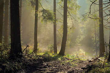 Image showing misty spruce forest