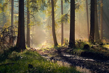 Image showing beautiful morning light in spruce forest