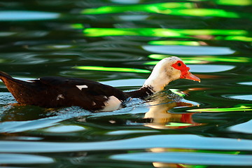 Image showing muscovy duck on colorful pond