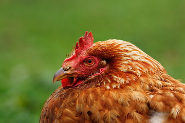 Image showing portrait of brown hen