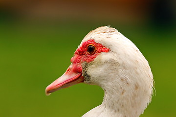 Image showing portrait of muscovy duck