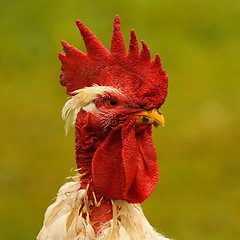 Image showing portrait of proud rooster