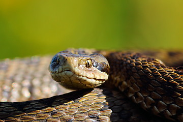 Image showing portrait of the rarest snake in europe