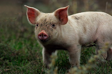 Image showing portrait of young pig