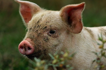 Image showing portrait of young pink pig