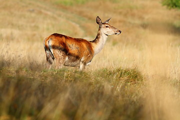 Image showing red deer doe on mountain meadow
