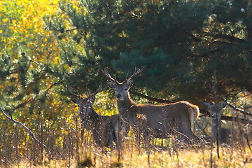 Image showing red deer stags