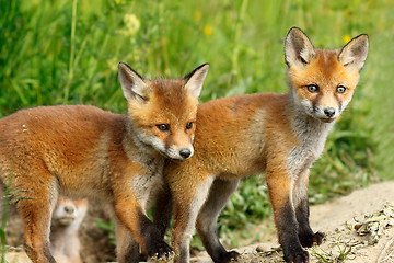 Image showing red fox brothers