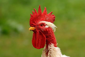 Image showing rooster portrait on green background