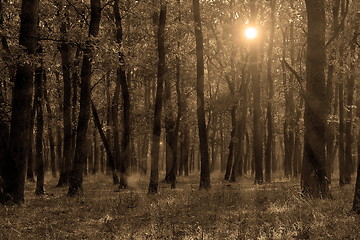 Image showing sepia autumn forest