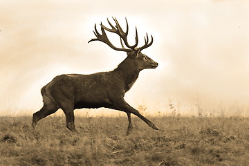 Image showing sepia image of red deer stag