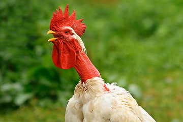 Image showing shaggy rooster portrait