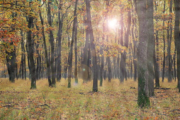 Image showing sun light in young oak forest