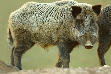 Image showing sus scrofa looking at camera