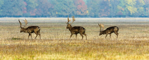 Image showing three fallow deer stags