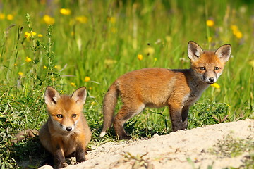 Image showing two fox cubs looking at the camera