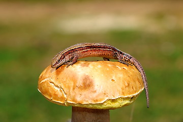 Image showing wall balkan lizard on mushroom