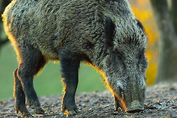 Image showing wild boar closeup at dawn